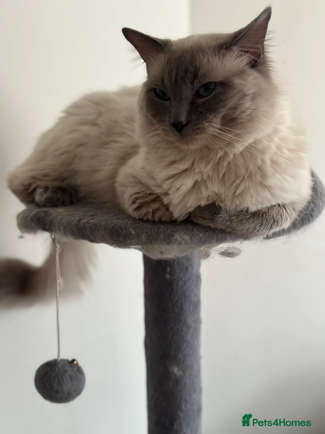 Ragdoll cats for stud: Beautiful pure blue point large  ragdoll stud in Bristol - Advert 12