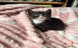 Mixed Breed cats for sale: 3 beautiful kitties ready now!!  - Image 10