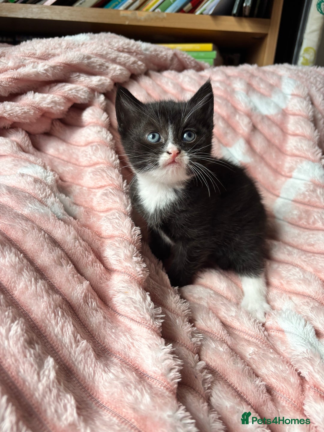 Mixed Breed cats for sale: 3 beautiful kitties ready now!!  - Image 10