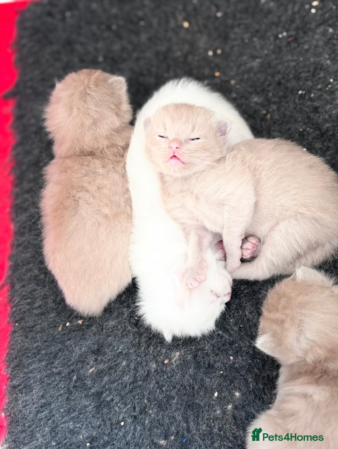 Ragdoll cats for sale: RARE PURE BRED FAWN RAGDOLL BABIES - Advert 15