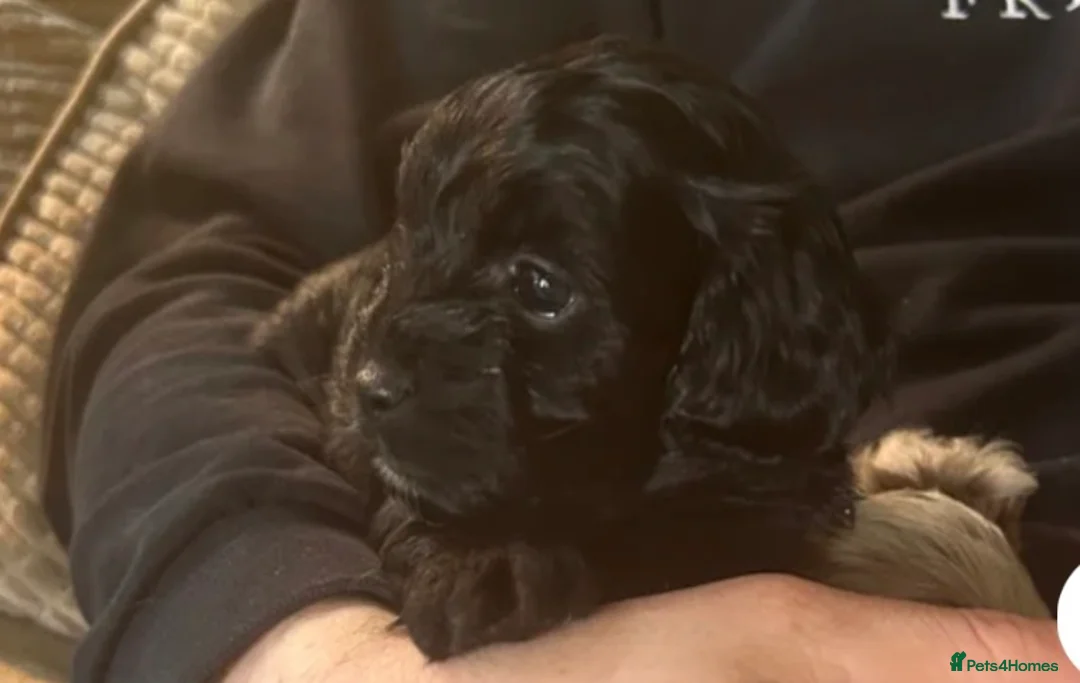 Lhasapoo dogs for sale: lhasapoo BOY ready NOW - Advert 1