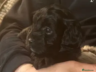 Lhasapoo dogs Stunning lhasapoo puppy boy ready on the 10th! - Advert 2