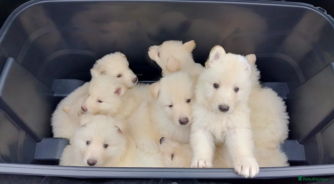 German Shepherd dogs for sale: White long coat straight back German Shepherd pups - Advert 14