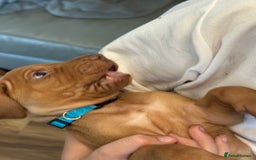 Hungarian Vizsla dogs for sale: Amazing Hungarian vizsla puppies - Image 28