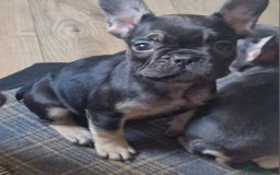 French Bulldog dogs for sale: French bulldog puppy Black and Tan  - Image 3