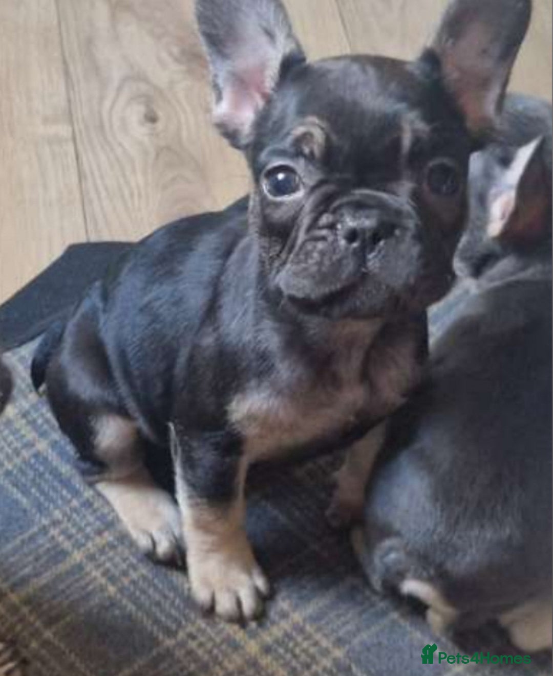 French Bulldog dogs for sale: French bulldog puppy Black and Tan  - Image 3