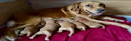 Golden Retriever dogs for sale: Family raised, fox red golden retriever puppies. - Advert 1