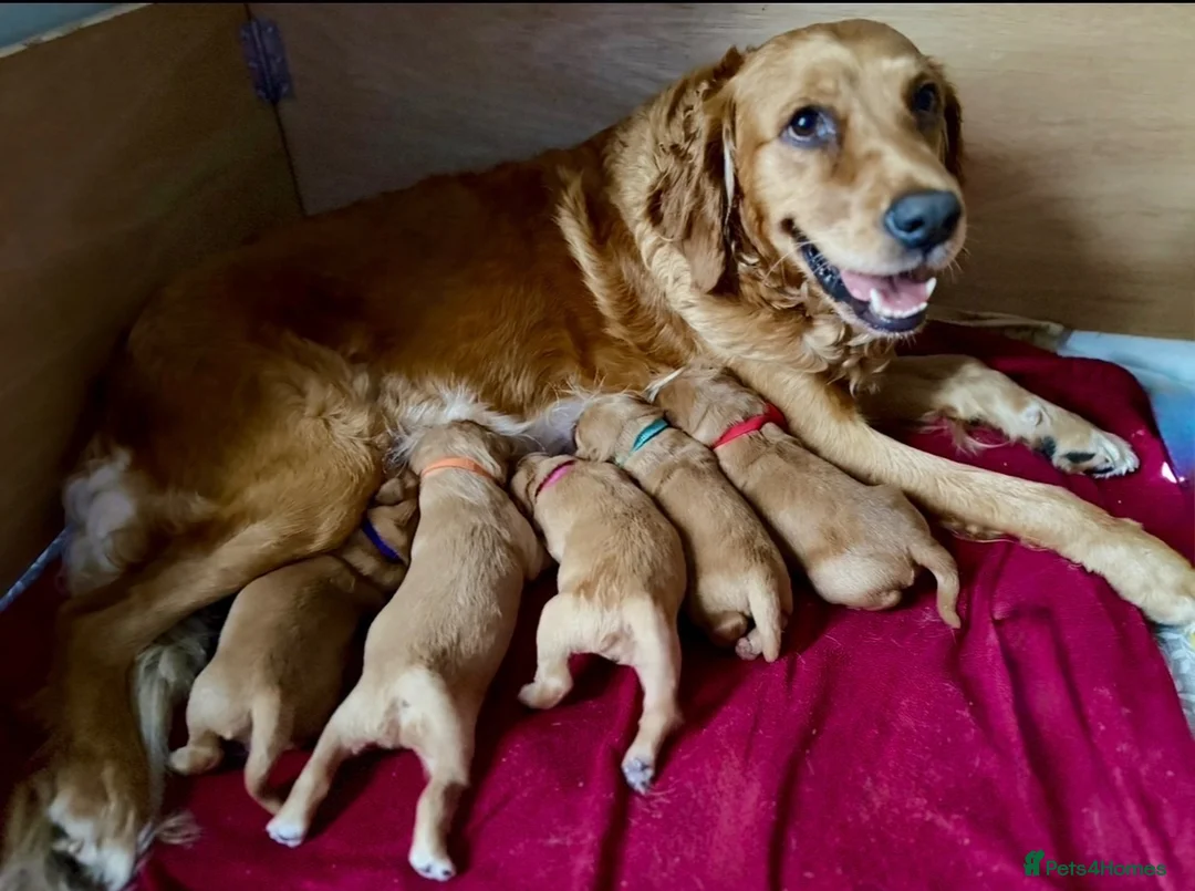 Golden Retriever dogs for sale: Family raised, fox red golden retriever puppies. - Advert 1