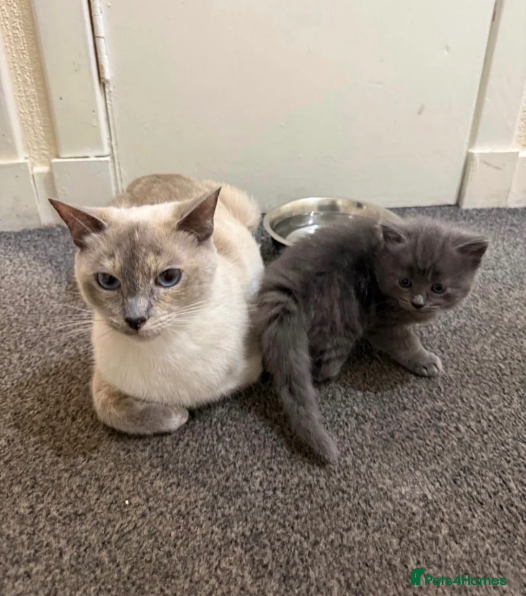 Ragdoll cats for sale: 7 Stunning Ragdoll X Kittens  - Advert 2
