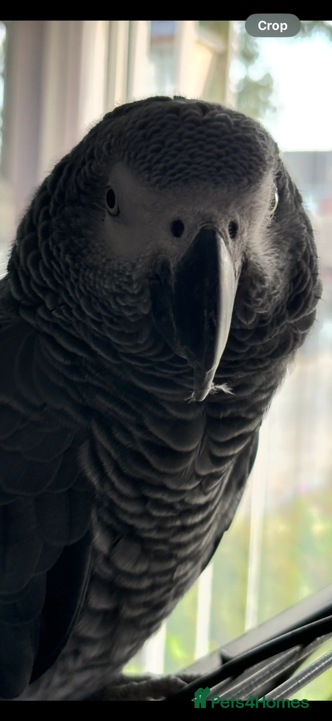 Parrots birds for sale: African Grey Parrot – Exceptional Talker  - Advert 2