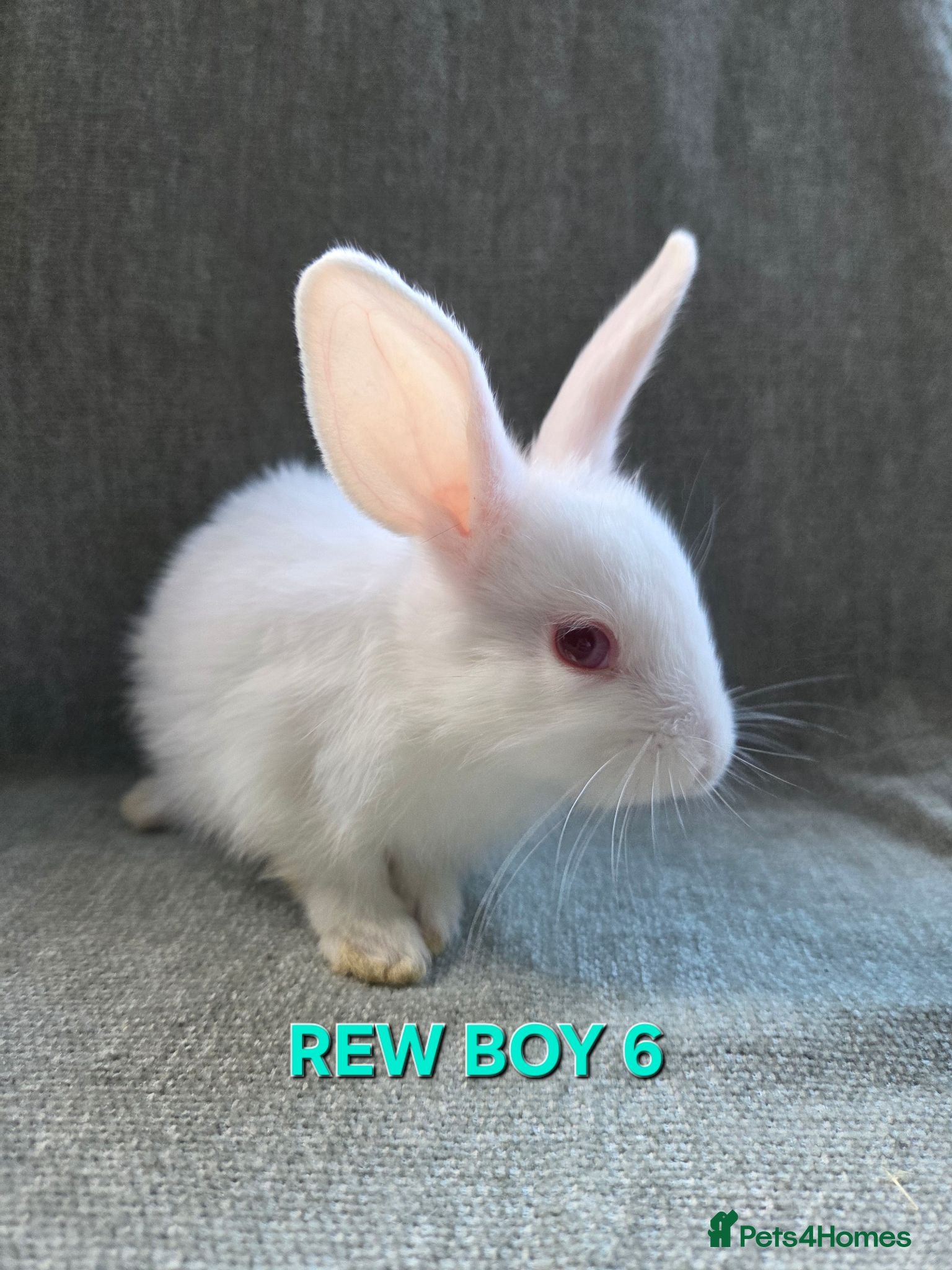 Lionhead rabbits ☆£30☆Last one REW  Rex x lion head - Advert 1