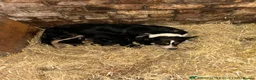 Mixed Breed dogs for sale: Female Shollie puppy (Collie x German Shepherd) in Narberth - Advert 4