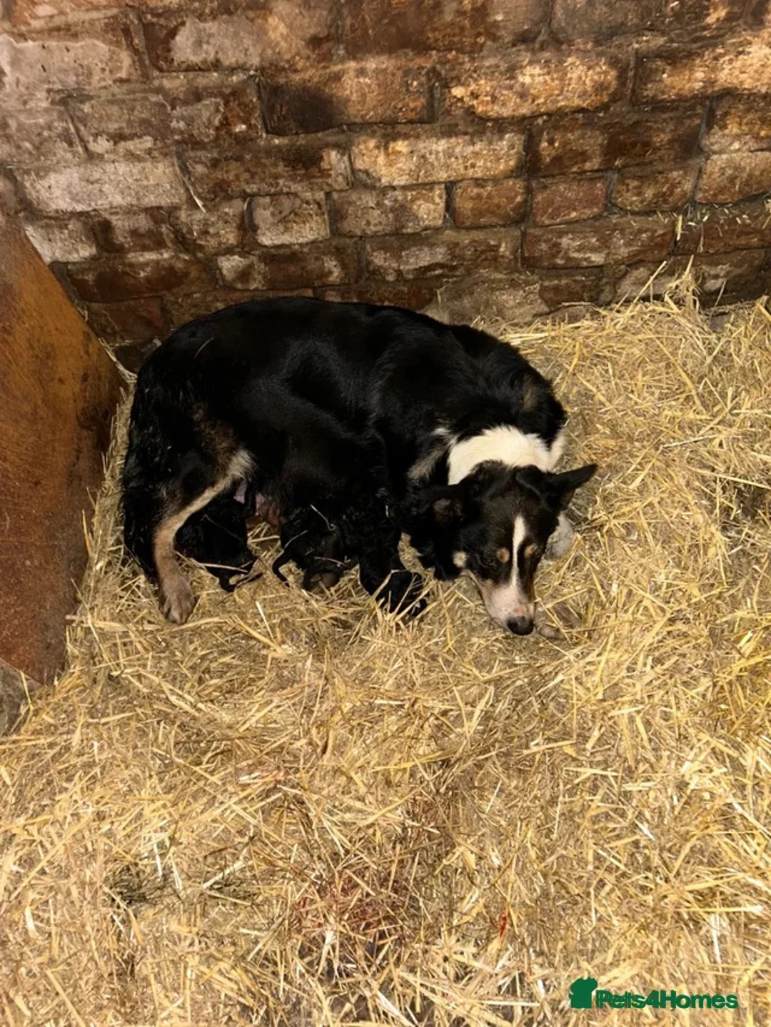 Mixed Breed dogs for sale: Female Shollie puppy (Collie x German Shepherd) in Narberth - Advert 4