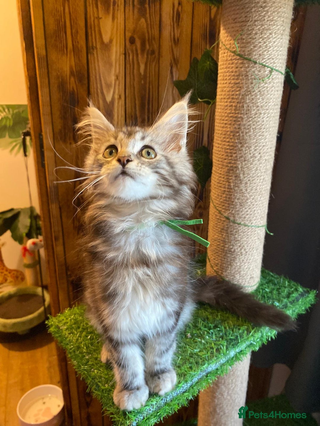 Maine Coon cats for sale: Gccf maine coon babies - Advert 35