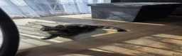 Norwegian Forest Cat cats for sale: For sale  - Advert 4