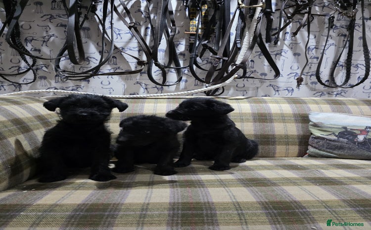 Labradoodle dogs Labradoodle puppies - Advert 1