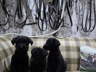 Labradoodle dogs Labradoodle puppies - Advert 1