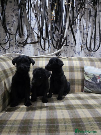 Labradoodle dogs Labradoodle puppies - Advert 1