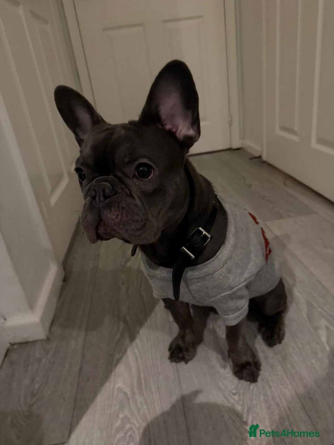French Bulldog dogs for sale: 10 Month old male Frenchie - Advert 4
