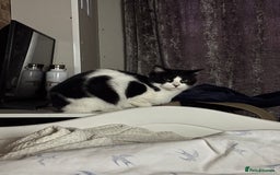 Arabian Mau cats for sale: Zayn & Rafa - Rescue Arabian Maus - Image 12