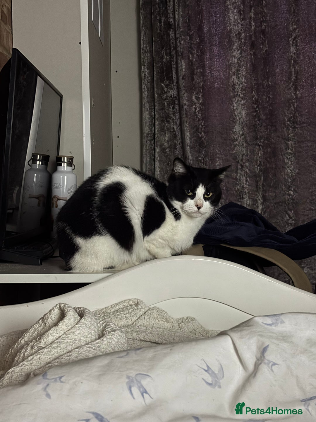 Arabian Mau cats for sale: Zayn & Rafa - Rescue Arabian Maus - Image 12