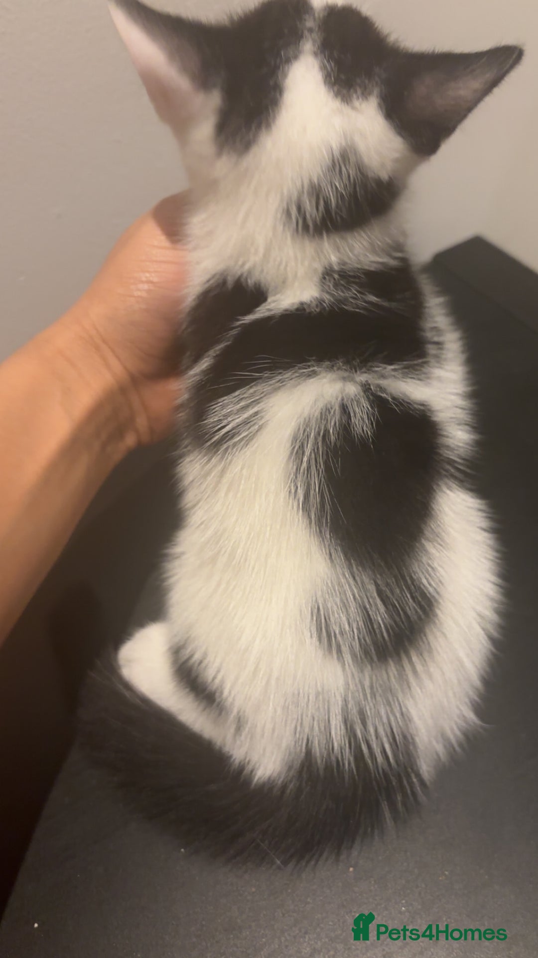 American Shorthair cats for sale: 8 weeks old black and white kitten - Image 3