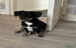 Jack Russell dogs for sale: Jack russle - Image 2