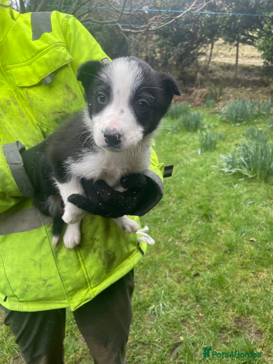 Border Collie dogs for sale: Sweet collie puppy’s  - Advert 14