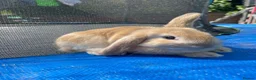 Mini Lop rabbits for sale: Mini Lop Rabbits Pure Bred  - Advert 18