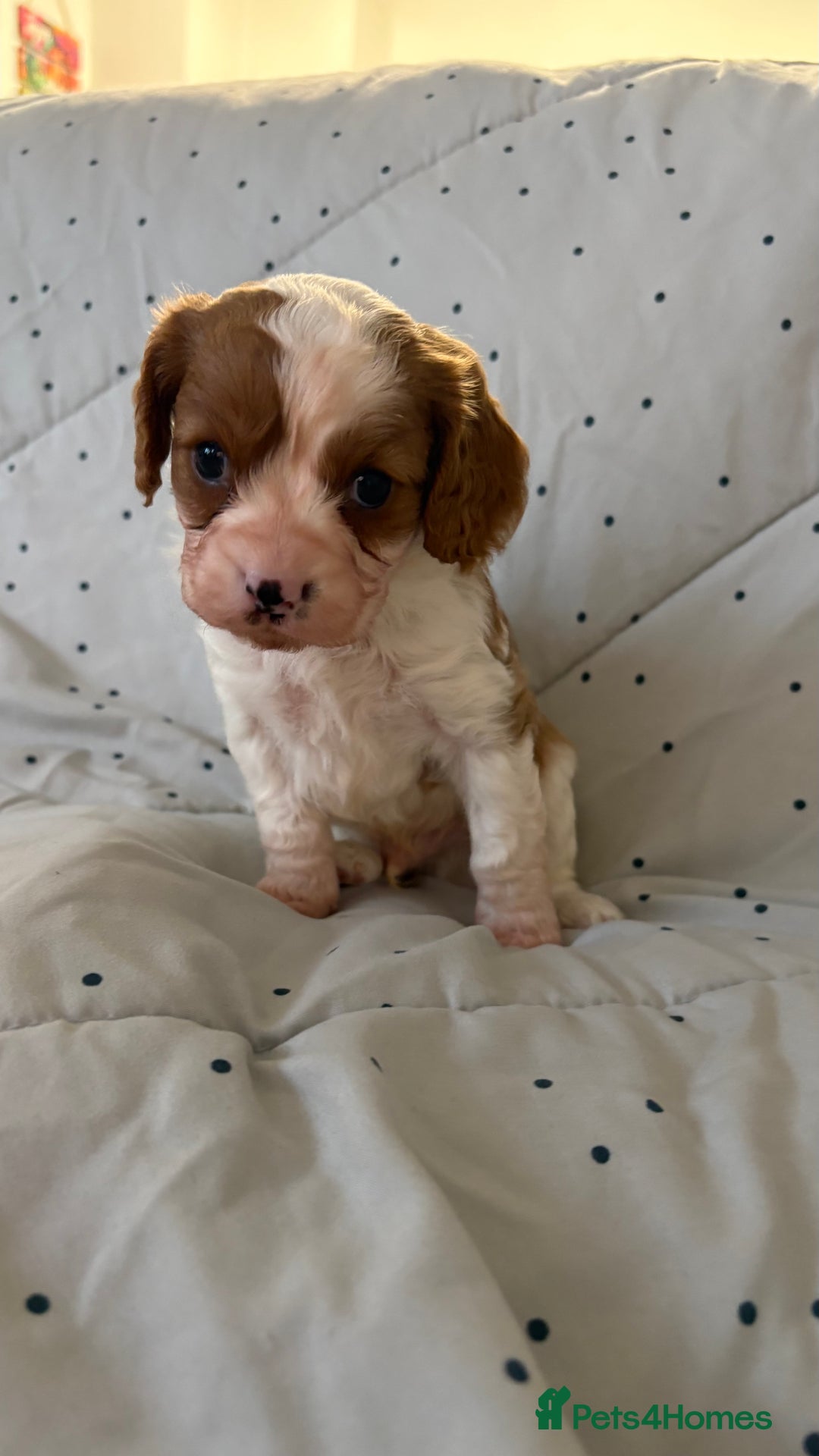 Cavapoo dogs for sale: Adorable F1b Cavapoos  - Image 6