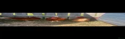 Chickens poultry for sale: Range of hens for sale  - Advert 2
