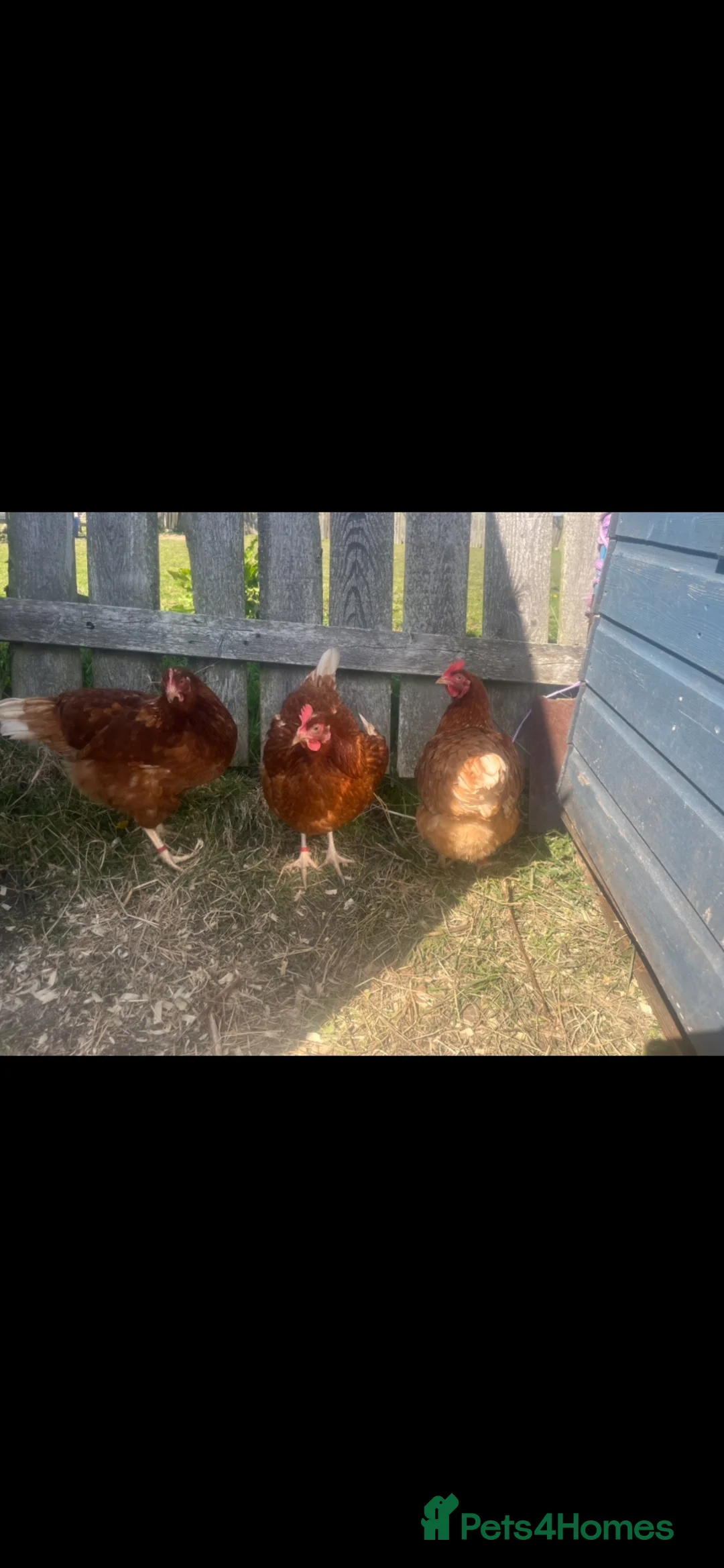 Chickens poultry for sale: Range of hens for sale  - Advert 2