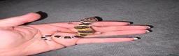 Leopard Gecko reptiles for sale: Leopard Geckos  - Advert 8