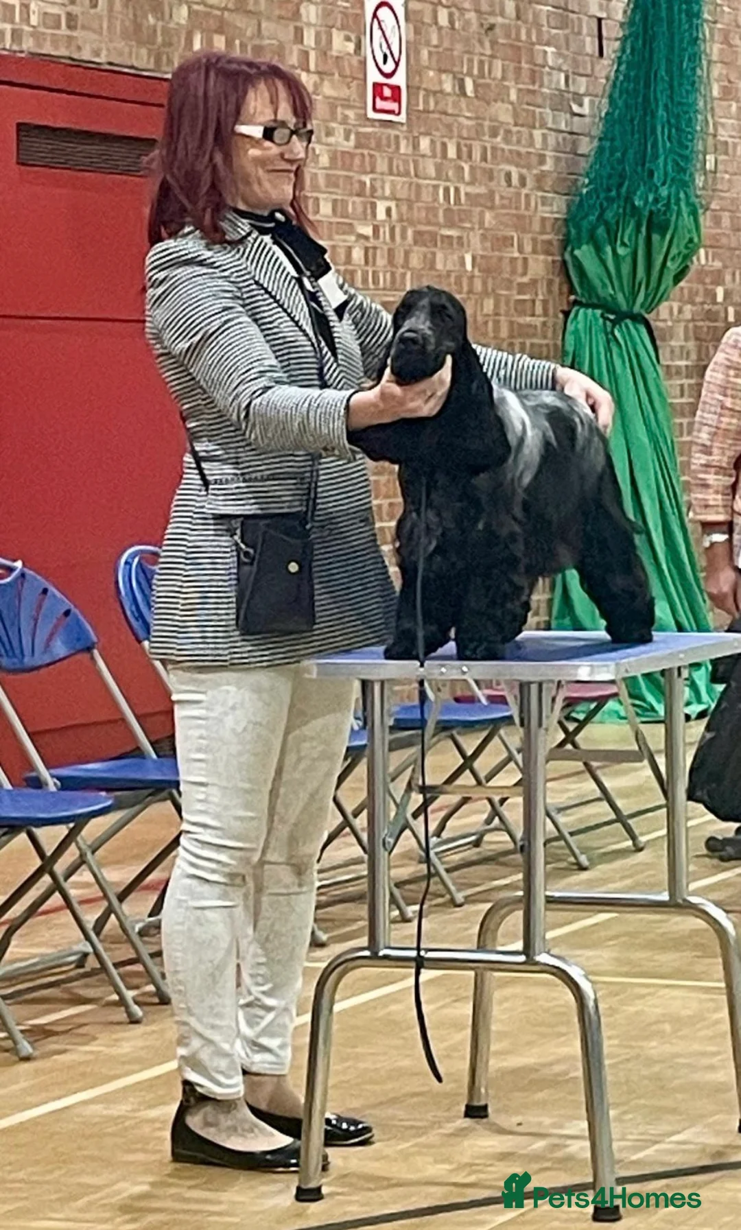 Cocker Spaniel dogs for stud: Show Cocker KC Registered Health Tested  - Advert 1