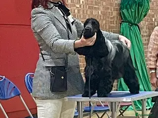 Cocker Spaniel dogs Show Cocker KC Registered Health Tested - Advert 4