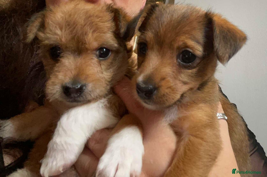 Mixed Breed dogs for sale: Beautiful YorkieRussell pups for sale! Small size  - Image 26