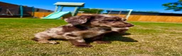 Labradoodle dogs for sale: Chocolate & Chocolate Merle Labradoodle Babies 🐾 - Advert 5