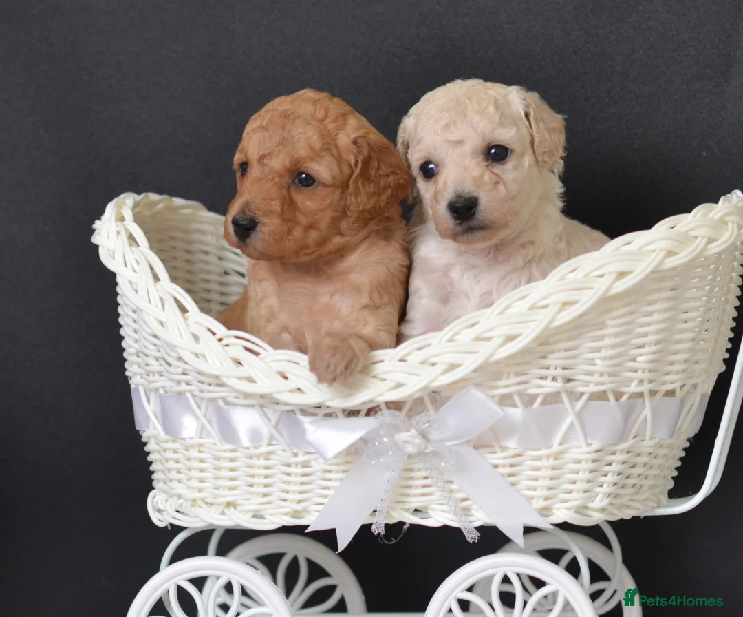 Miniature Poodle dogs for sale: Miniature poodle puppies from DNA tested parents.  - Advert 2