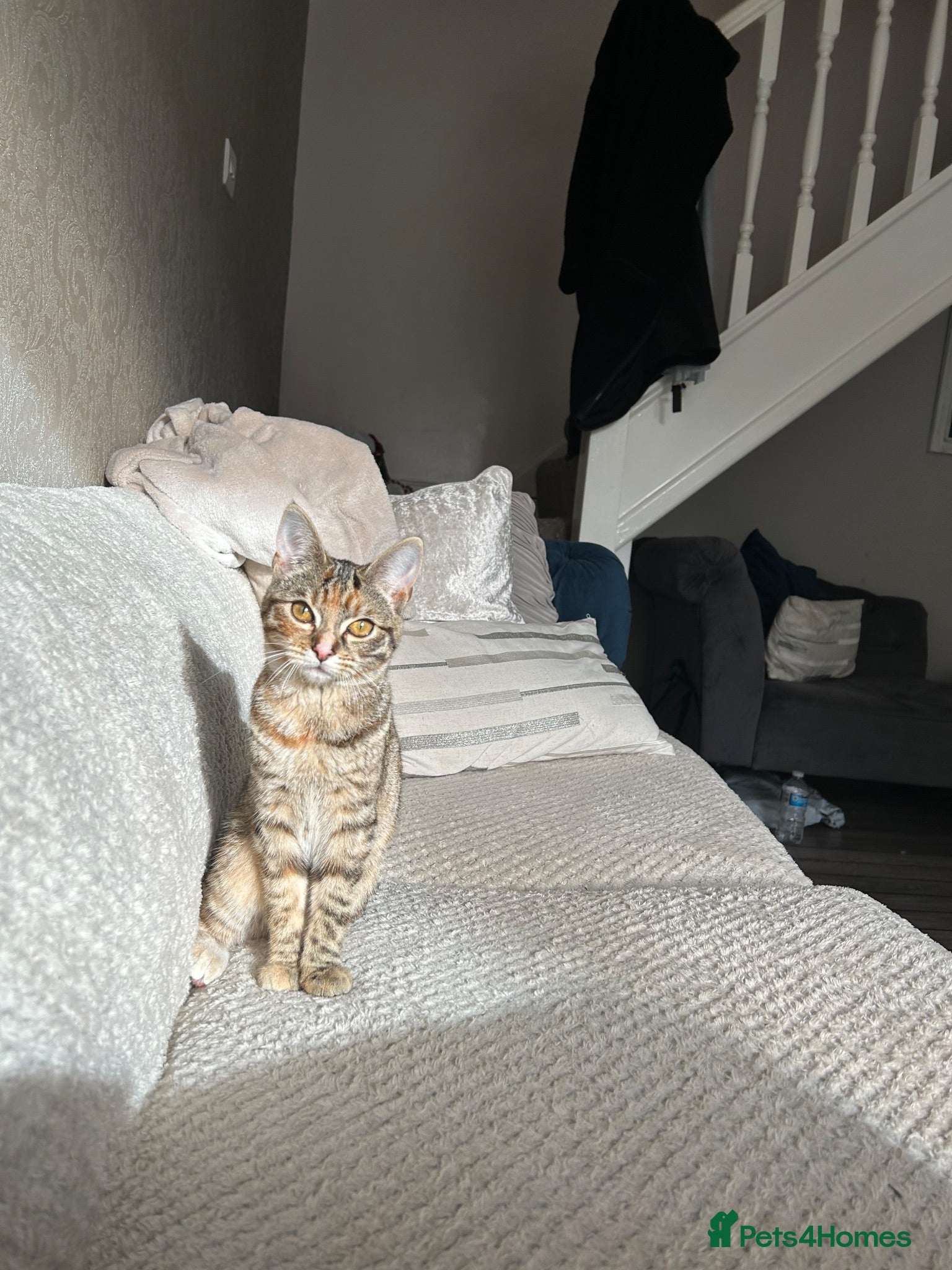 Domestic Shorthair cats BENGAL CROSS TABBY - Advert 12