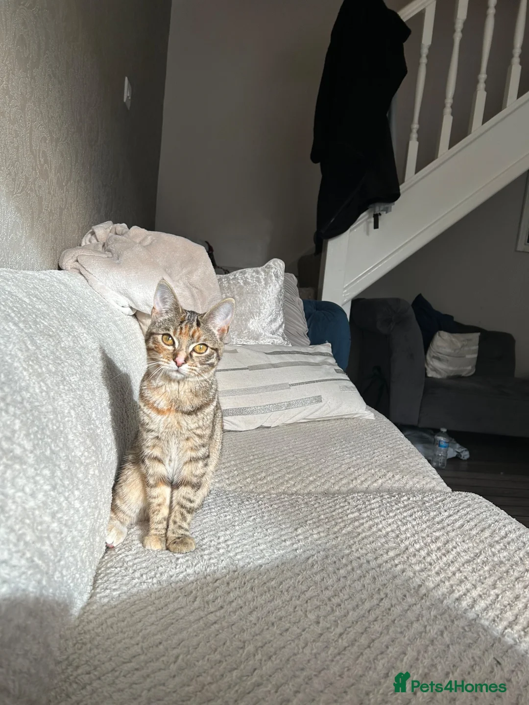 Domestic Shorthair cats for sale: BENGAL CROSS TABBY - Advert 1