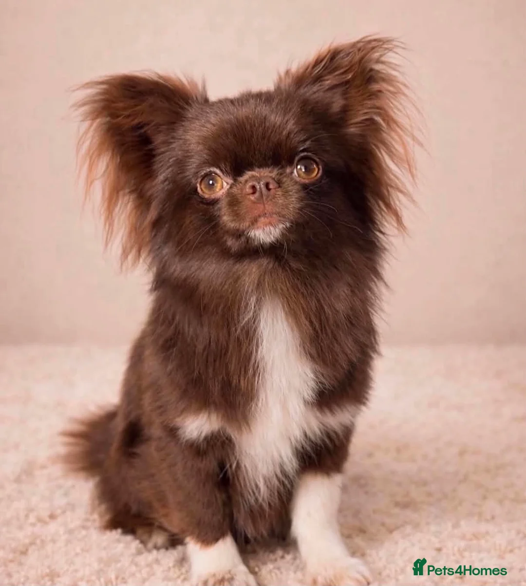 Chihuahua dogs for sale: Outstanding Russian line chihuahuas  - Advert 2