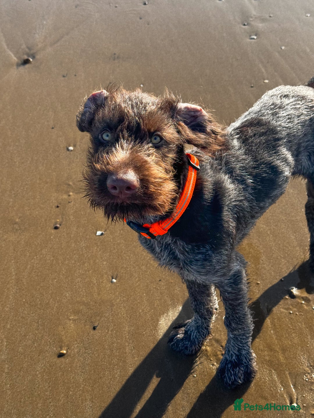 German Wirehaired Pointer dogs for sale: Liver German Wirehaired Pointer Puppy  - Image 5