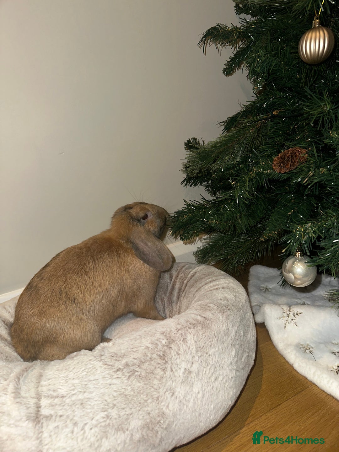 Mini Lop rabbits for sale: Male Mini Lop For Sale - Advert 4