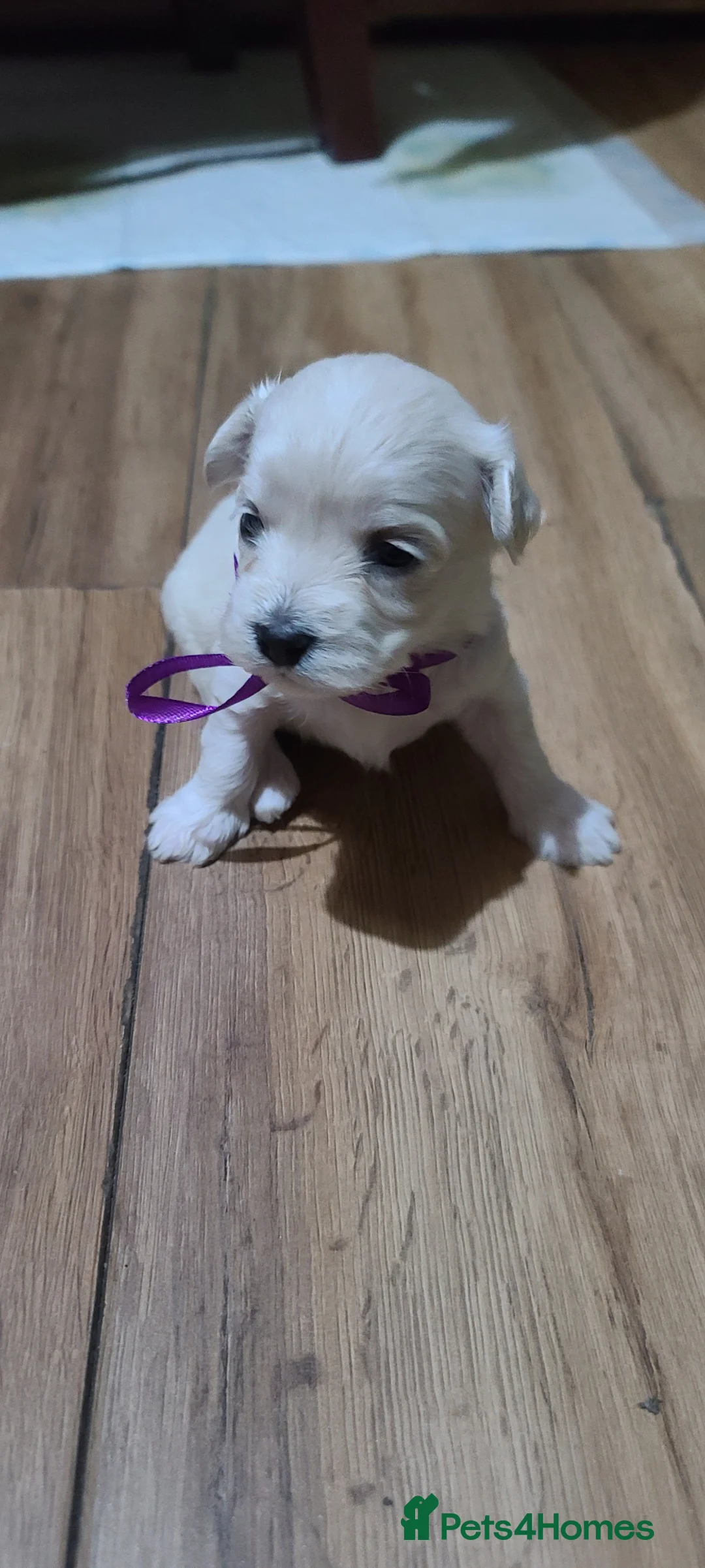 Bichon Frise dogs for sale: 3  puppy Bichon Maltese-2 girls and 1 boy - Advert 1