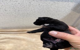 Patterdale Terrier dogs for sale: Patterdale terrier puppies  - Image 2
