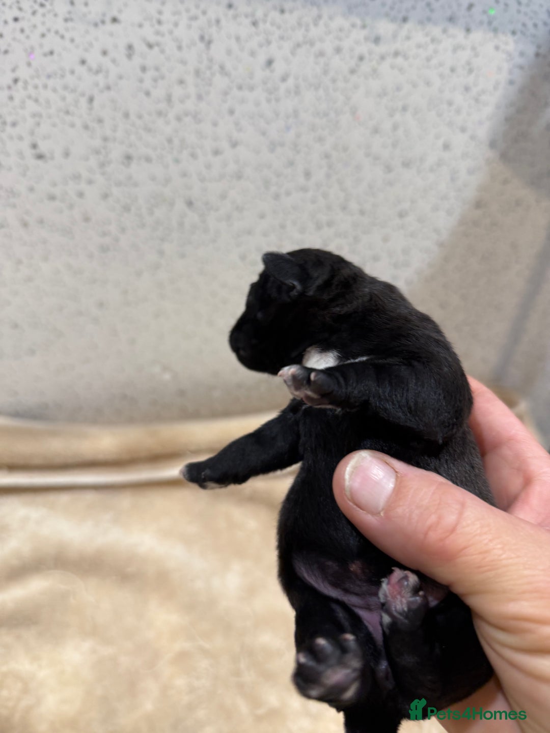 Patterdale Terrier dogs for sale: Patterdale terrier puppies  - Image 2