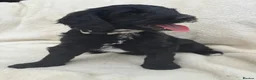 Australian Labradoodle dogs for sale: Multigenerational Australian Labradoodle Puppies - Advert 28