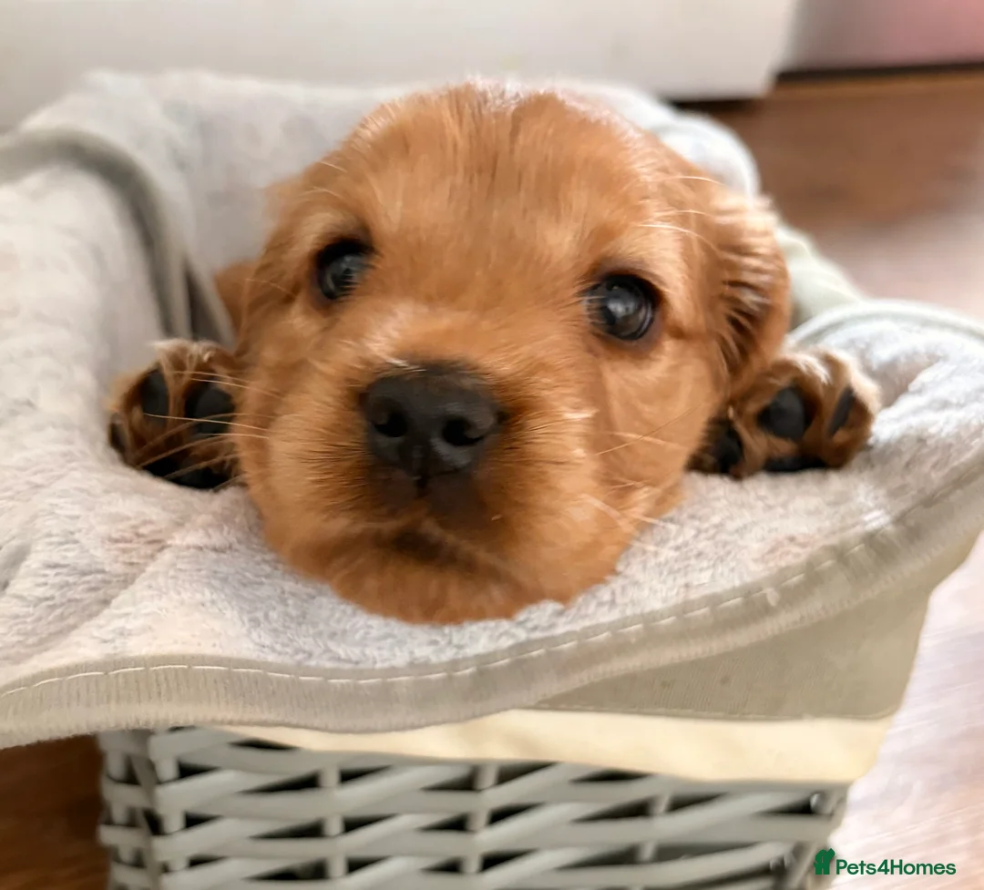 Cocker Spaniel dogs for sale: !!READY IN 2 WEEKS!! Beautiful Cocker Spaniels✨ - Advert 2