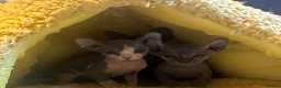 Mixed Breed cats for sale: Gorgeous American curl x Sphynx kittens🐾 - Advert 4