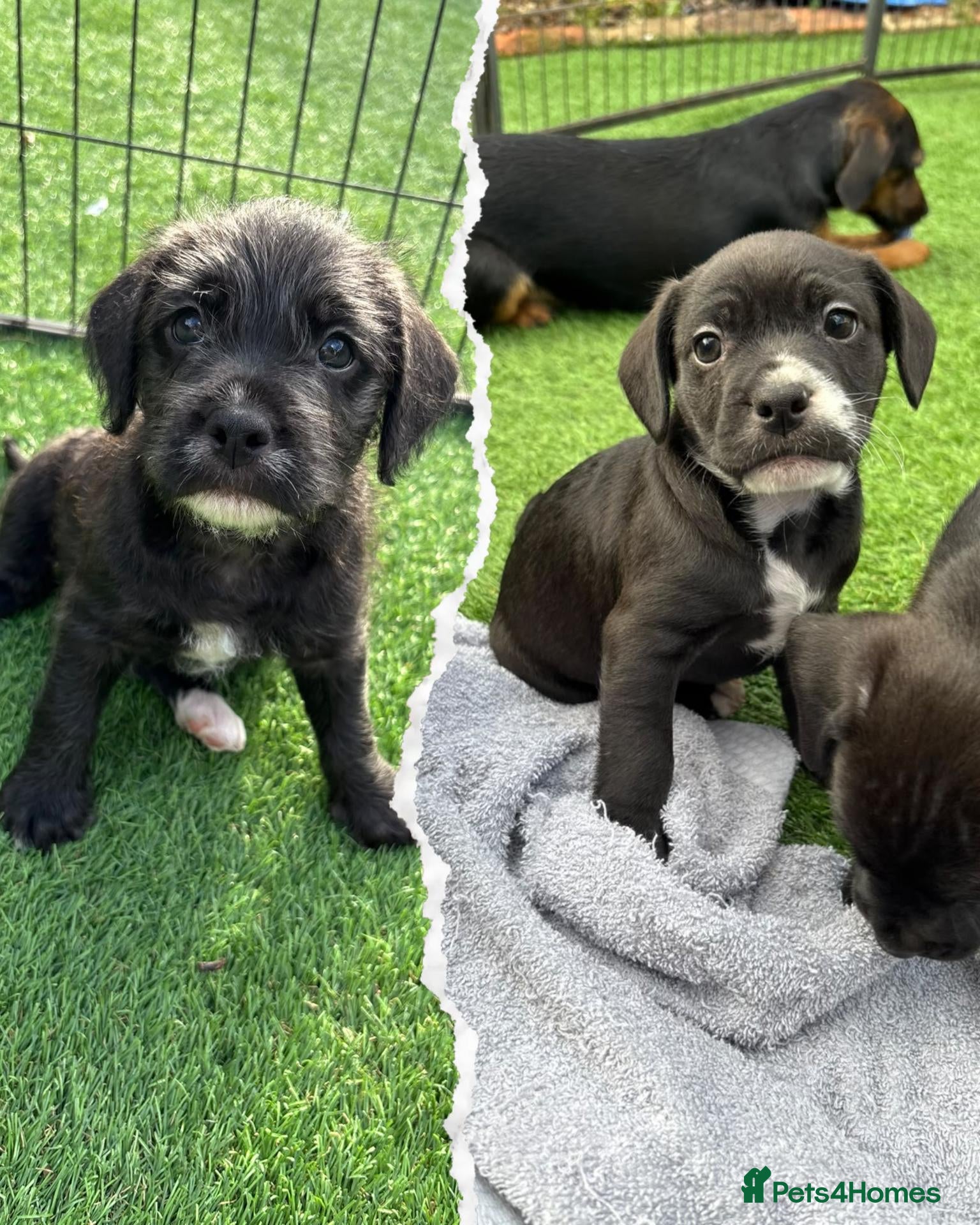 Mixed Breed dogs 🐾 Beautiful French Bulldog × Cockapoo Puppies 🐾 - Advert 5